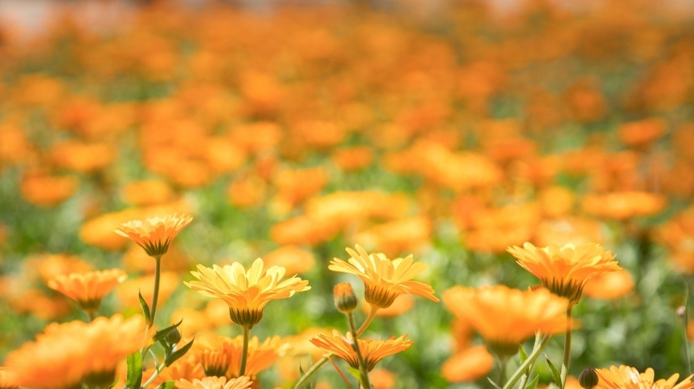 marigold